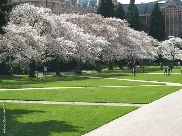 Obraz cherry blossoms