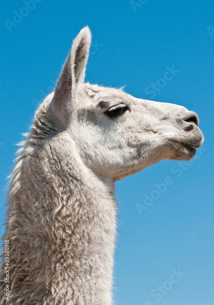 Obraz White lama