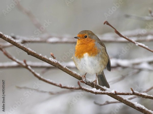 Obraz Robin in the snow