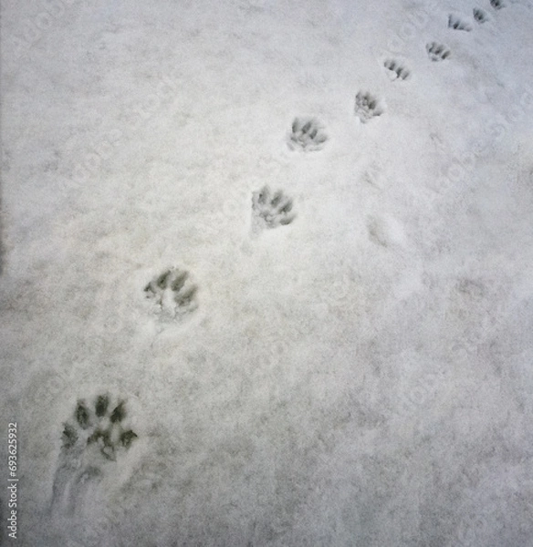 Fototapeta Paw prints of predatory wolverine on the melting wet spring snow cover.