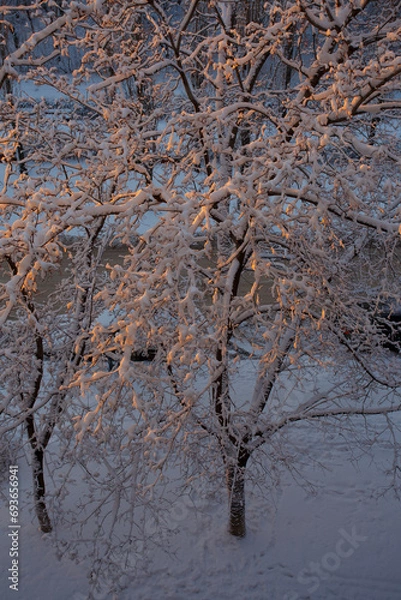 Obraz Fluffy snow on the trees