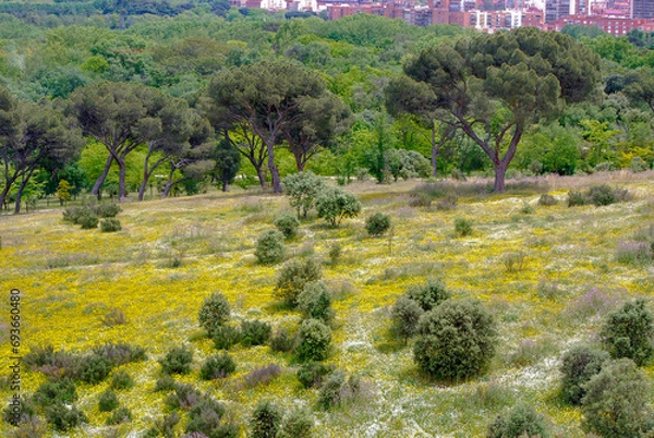 Fototapeta Yellow flowers grow in a wild meadow in the forest between the trees. Park in the hills of Madrid, Spain. View of the city.