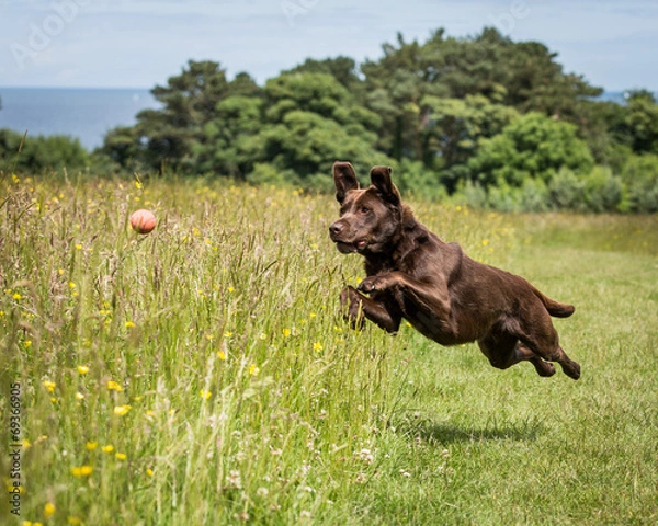 Obraz Chocolate Labrador