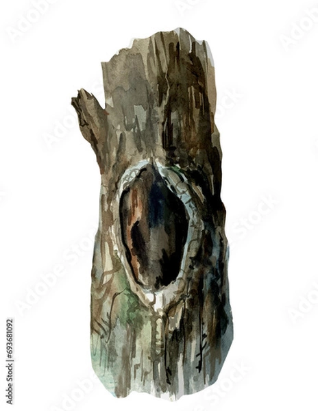 Fototapeta Trunk, tree, hollow, tree bark, pine, nest. Hand drawn watercolor botanical illustration