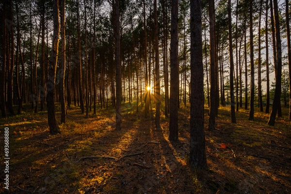 Fototapeta Zachód słońca wśród drzew w lesie
