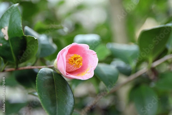 Fototapeta 新春に華麗に咲いた椿