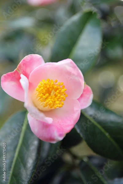 Obraz 新春に華麗に咲いた椿