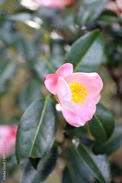 Obraz 新春に華麗に咲いた椿