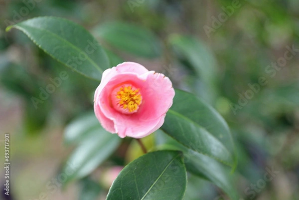 Fototapeta 新春に華麗に咲いた椿