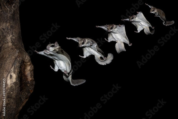Obraz Photo composition of five Southern Flying Squirrels (Glaucomys volans) gliding to land on a tree trunk. Nocturnal and active at night the small rodent jumps from tree to tree in search of food 