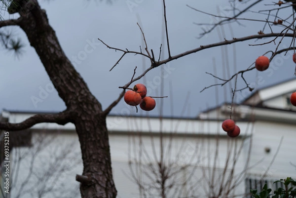 Obraz 柿の木　柿