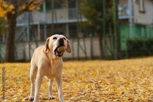 Obraz ラブラドールレトリバー 大型犬 ラブラドール labrador