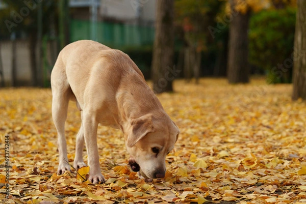 Fototapeta ラブラドールレトリバー 大型犬 ラブラドール labrador
