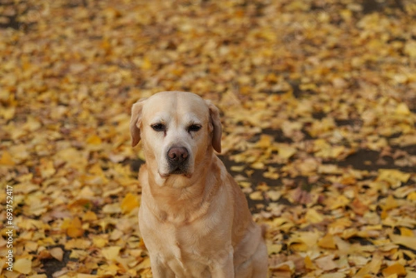 Obraz ラブラドールレトリバー 大型犬 ラブラドール labrador