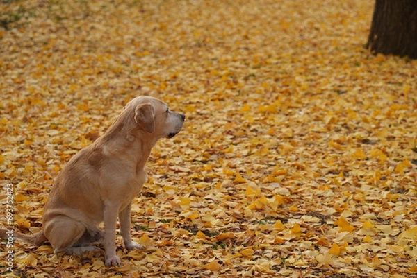 Fototapeta ラブラドールレトリバー 大型犬 ラブラドール labrador