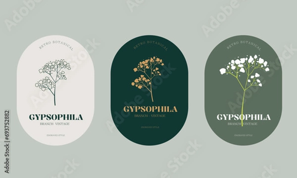 Obraz Vector illustration gypsophila branch - vintage engraved style. Logo composition in retro botanical style. 