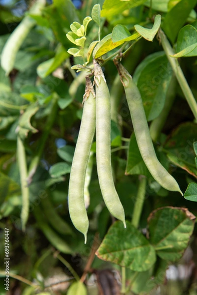 Fototapeta 食用のいんげん豆