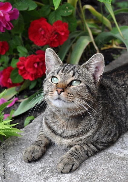Fototapeta Beautiful tabby cat sitting in the garden on the porch near a fl