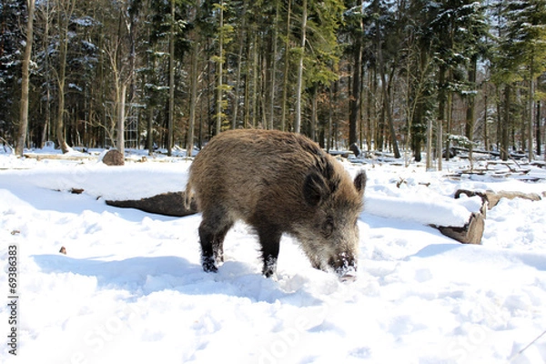 Obraz wildschwein