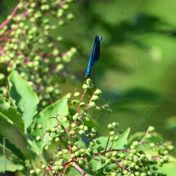 Obraz Blauflügellibelle