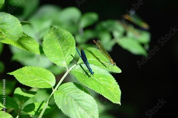 Obraz Libellen Männchen und Weibchen