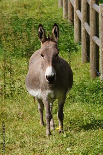 Obraz Petit âne gris