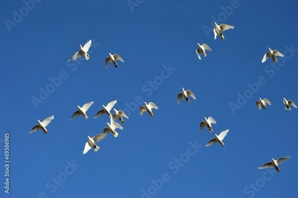 Obraz Brieftauben im Flug II