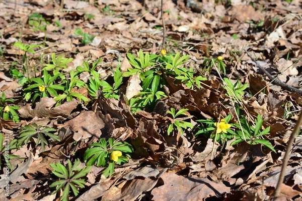 Obraz green plants with yellow flowers on the ground with dry leaves  