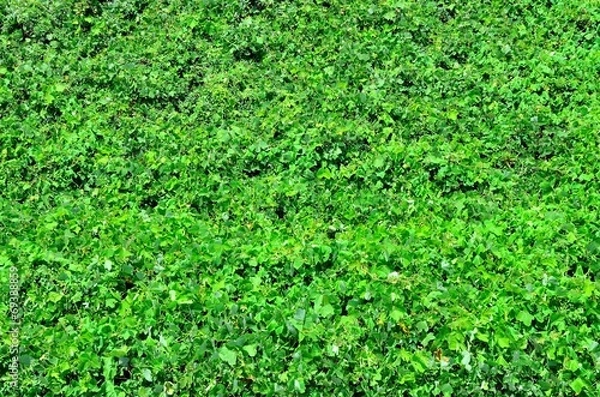 Fototapeta 葉っぱ