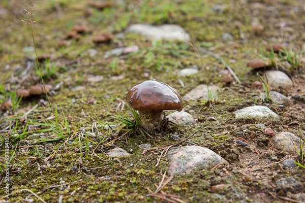 Obraz Маленький масленок