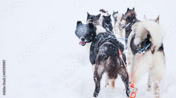 Obraz Psich zaprzęgów