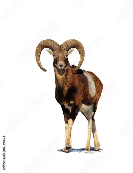 Obraz Muflon na białym tle