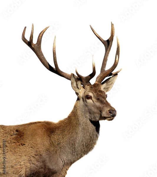 Obraz Deer isolated on white