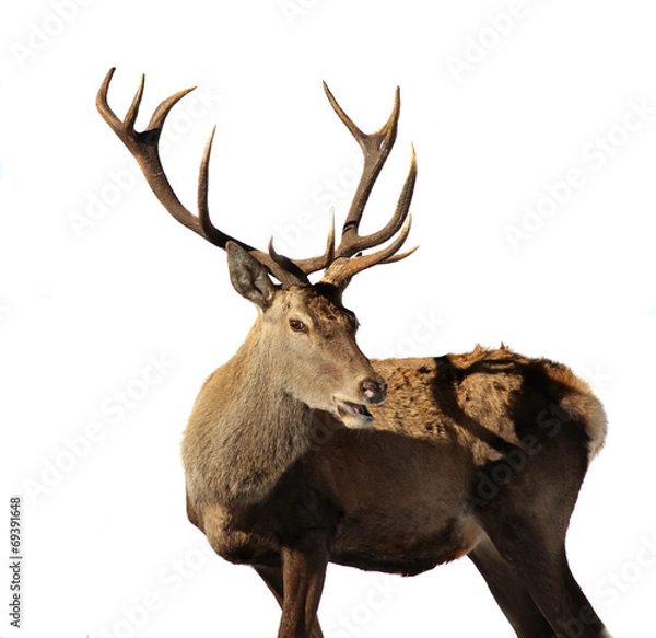 Obraz Deer isolated on white