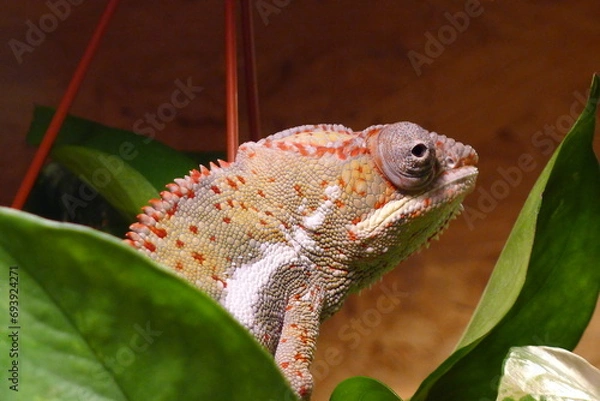 Obraz Pantherchamäleon