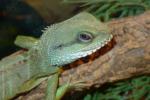 Obraz Grüne Wasseragame