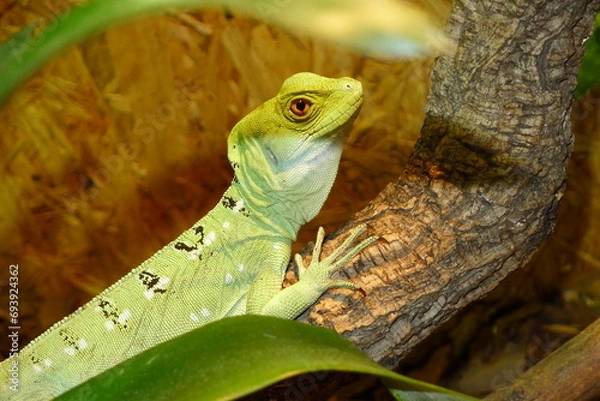 Obraz Leguan,Basilisken