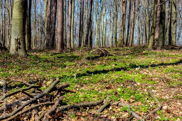 Obraz A forest that comes to life after winter, a sunny day in early spring