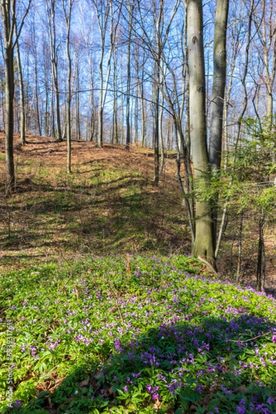 Obraz A forest that comes to life after winter, a sunny day in early spring