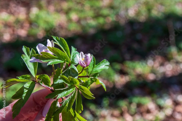 Obraz Wood anemone, one of the first harbingers of spring, Anemone nemorosa