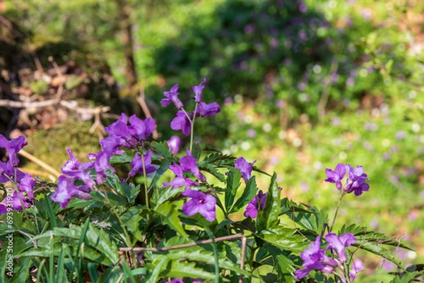 Obraz Cardamine glanduligera, glandular livestock, forest harbinger of spring