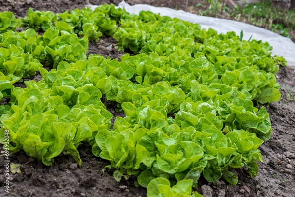 Obraz Young seedlings of winter lettuce on a bed, early spring in the garden
