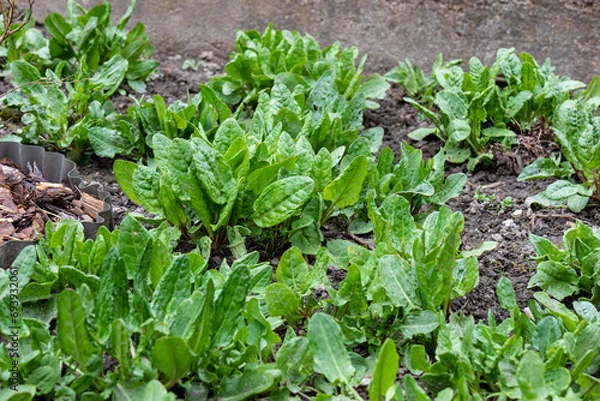 Obraz Young sorrel leaves on a vegetable patch, March in the garden