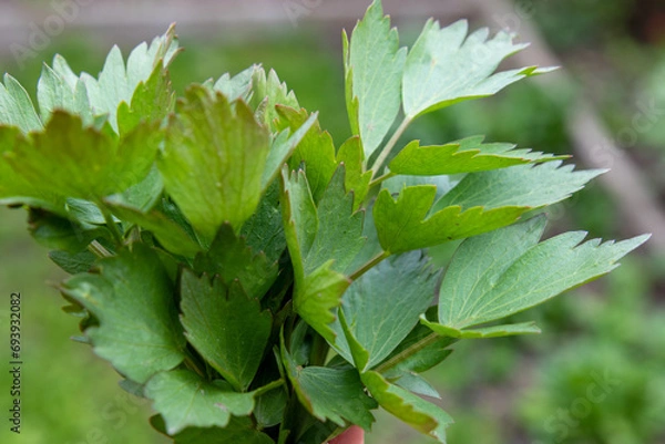 Obraz Young leaves of fresh lovage gathered in a bunch