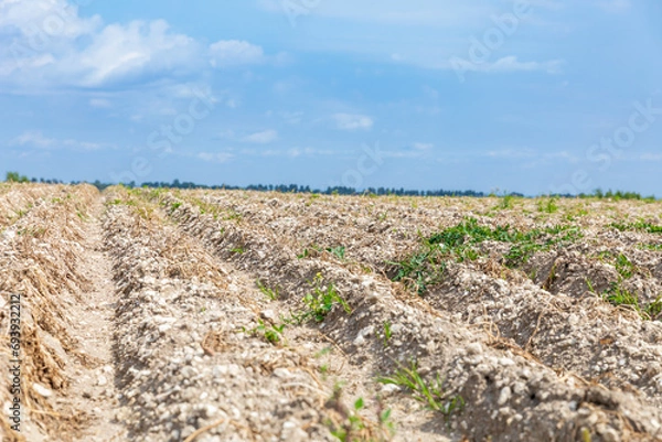 Obraz Freshly plowed farmland, work in the countryside