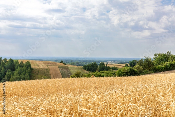 Obraz A field of ripening wheat, in the background a village and arable fields during the growing season