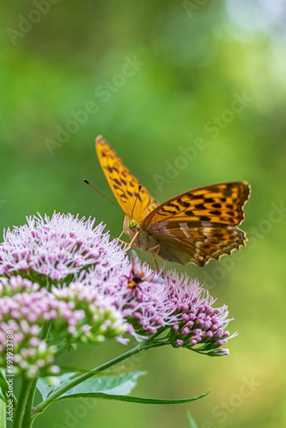 Obraz Close-up of a butterfly feeding on flower nectar