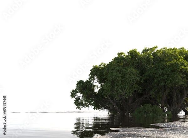 Fototapeta Mangrove forest on shallow waters and mud