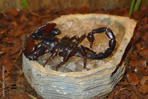 Obraz Neotropischer Skorpion