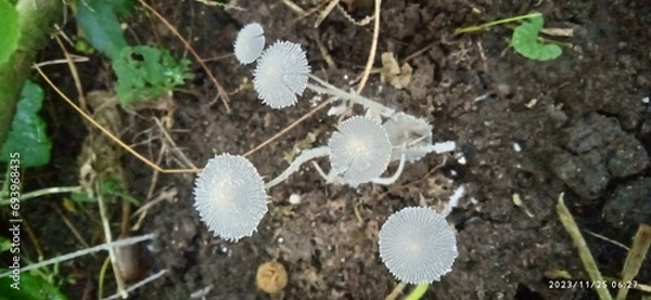 Obraz tree mushroom, mara kaalan